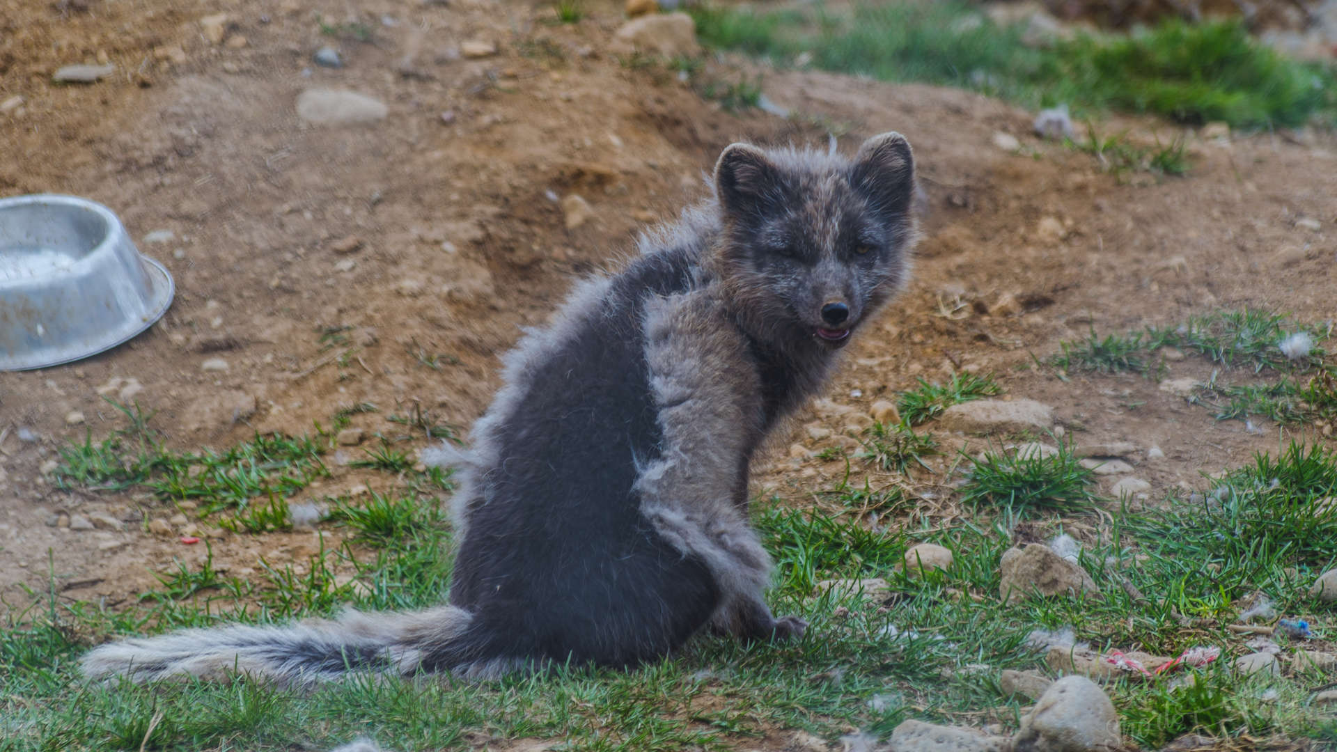 artic fox sudavik, sudavik fox