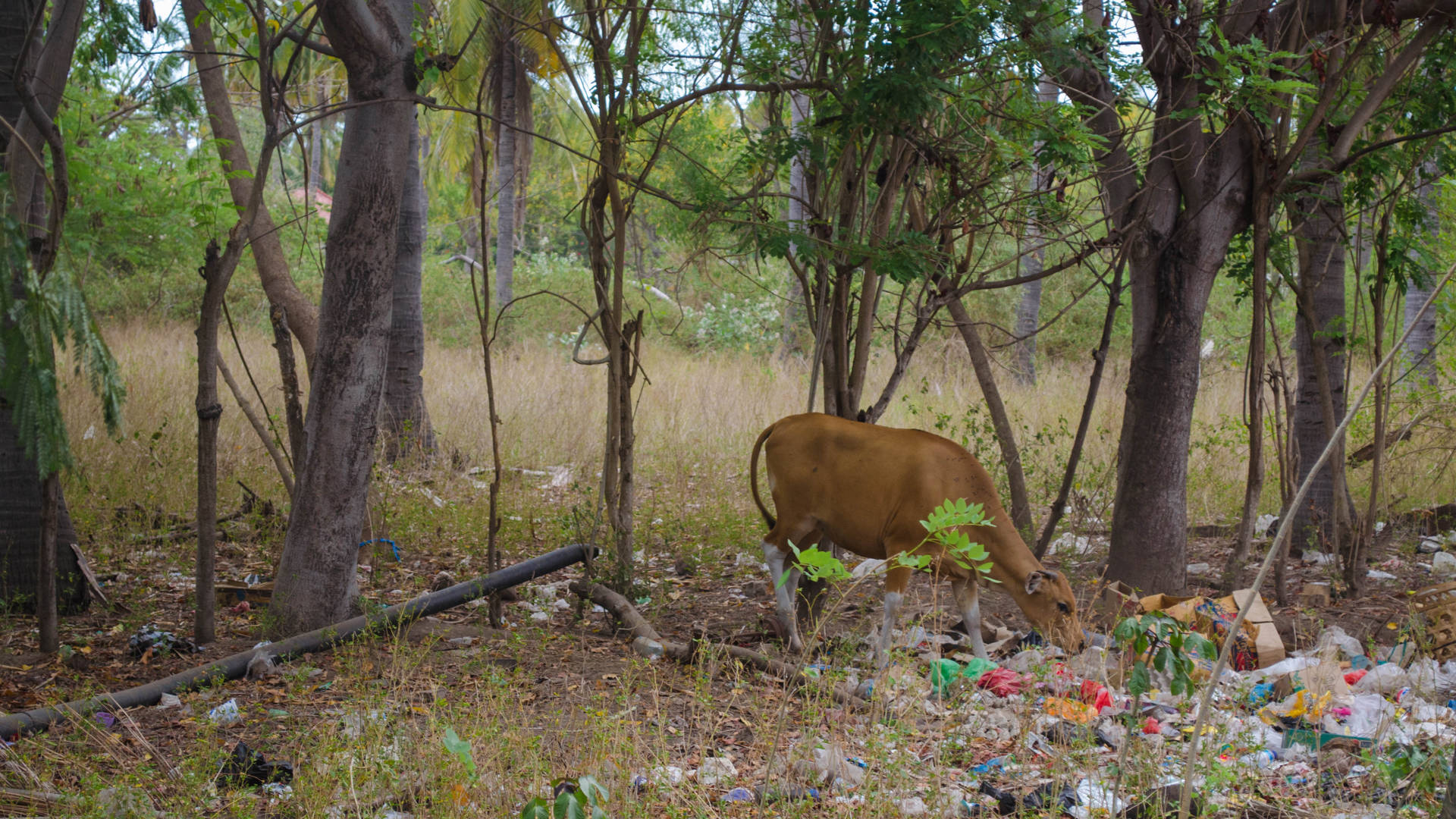 plastic meno, real gili meno, plastic gili meno, meno rubbish, gili meno rubbish, indonesia environment